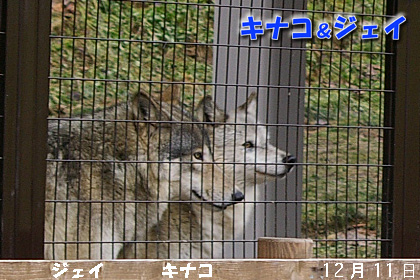 円山動物園　シンリンオオカミ