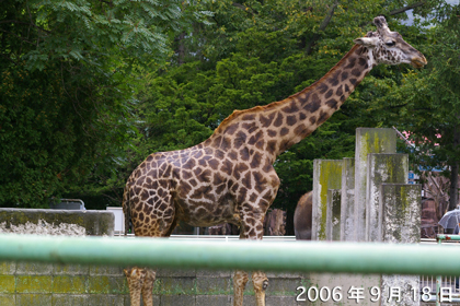 タカヨ