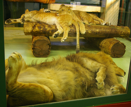 円山動物園　ライオン