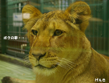 円山動物園 ライオン