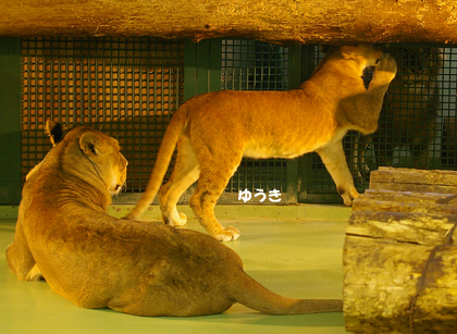 円山動物園　ライオン