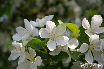 5月24日