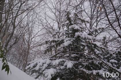 雪