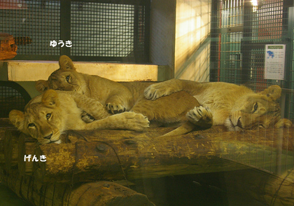 円山動物園 ライオン