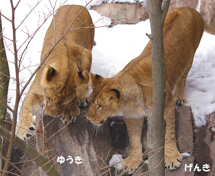 見つける