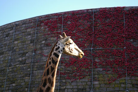 動物と紅葉