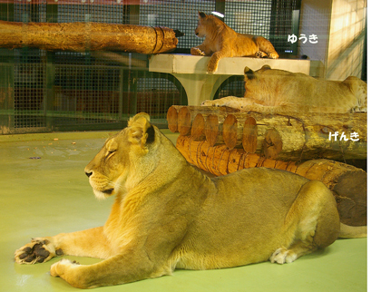 円山動物園　ライオン