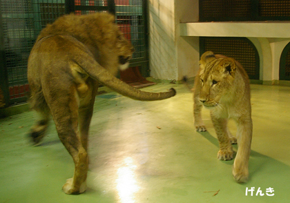 円山動物園　ライオン