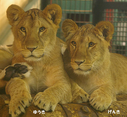 円山動物園　ライオン