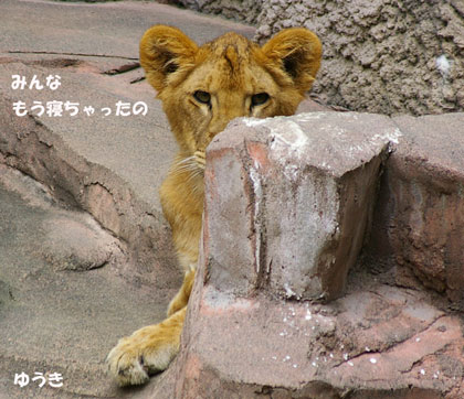円山動物園 ライオン