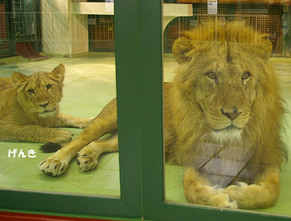 円山動物園 ライオン