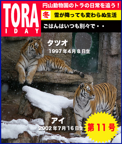 円山動物園 アムールトラ