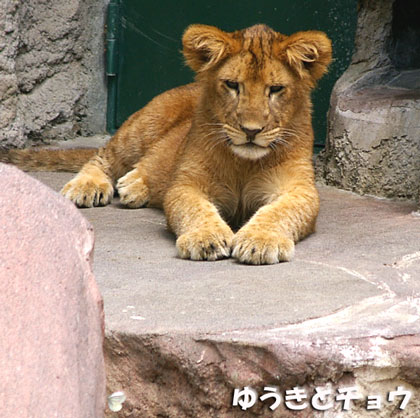 ゆうきとチョウ