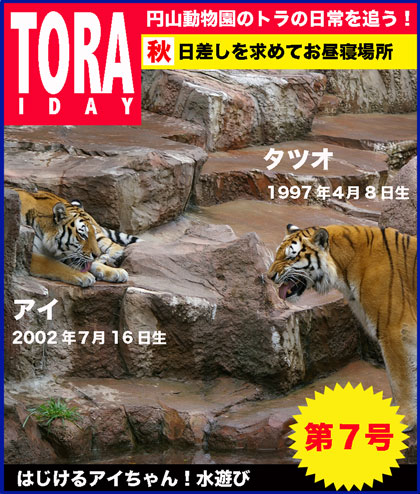 円山動物園 トラ