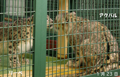 円山動物園　ユキヒョウ