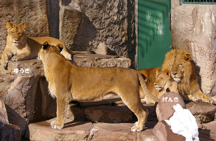 円山動物園　ライオン