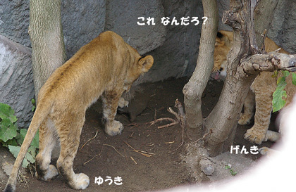 円山動物園　ライオン