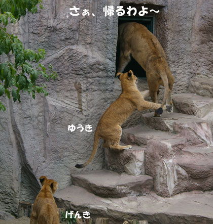 円山動物園 ライオン