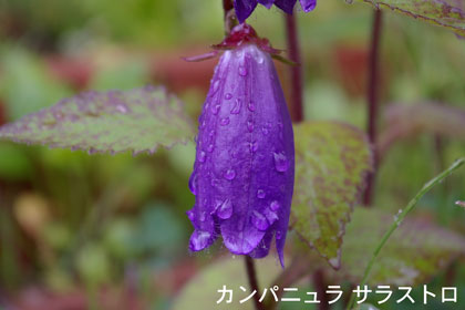 サラストロ