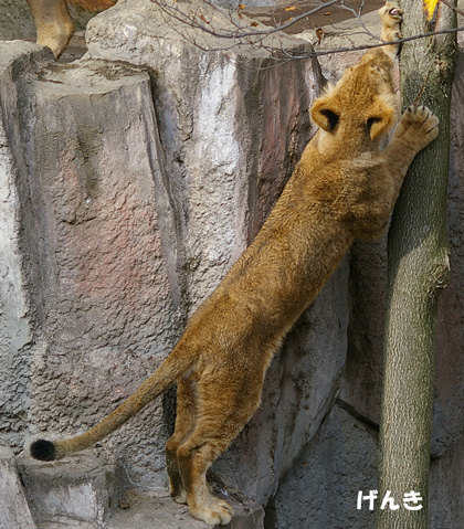 円山動物園 ライオン