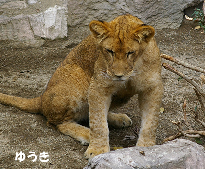 円山動物園　ライオン