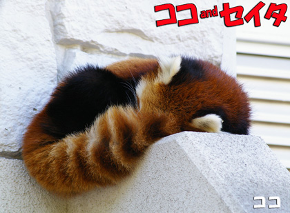 円山動物園　レッサーパンダ