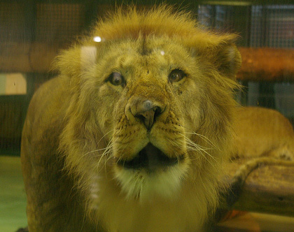 円山動物園 ライオン