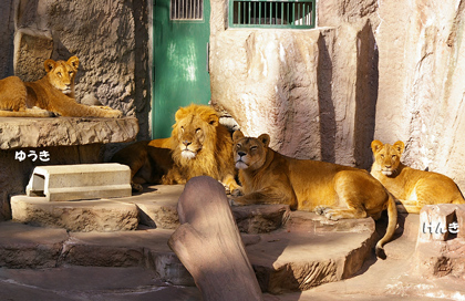 円山動物園 ライオン