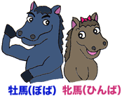 牡馬