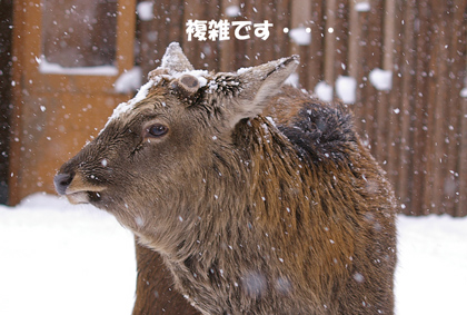 イサム