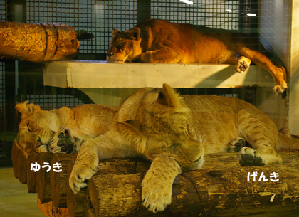 円山動物園　ライオン