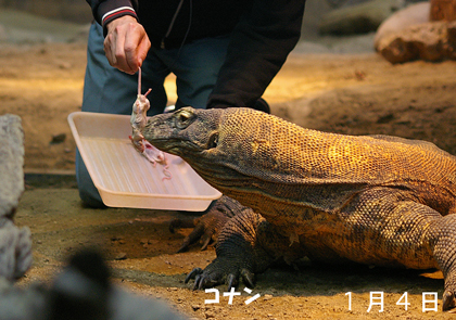 ねずみ