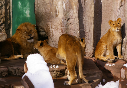 円山動物園　ライオン