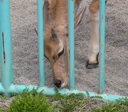 タンポポ