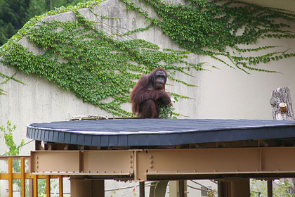 オランウータン