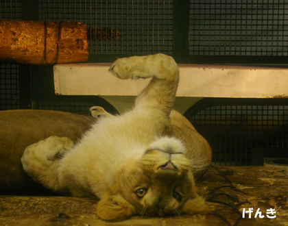 円山動物園　ライオン