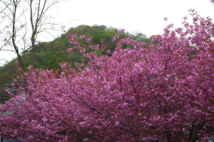 八重桜