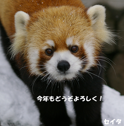 セイタラスト