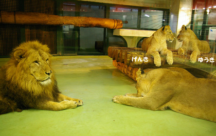 円山動物園 ライオン