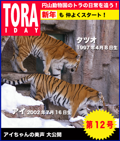 円山動物園　トラ