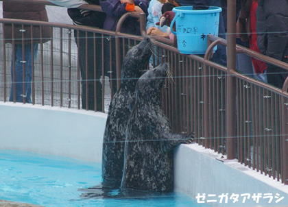 円山動物園 海獣