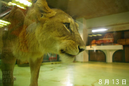 円山動物園 ライオン