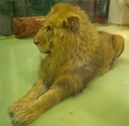 円山動物園　ライオン