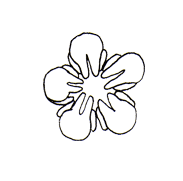 卯の花