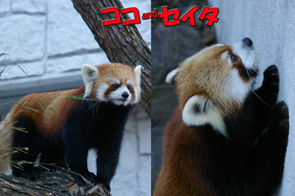 円山動物園 レッサーパンダ