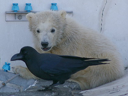 カラスに夢中