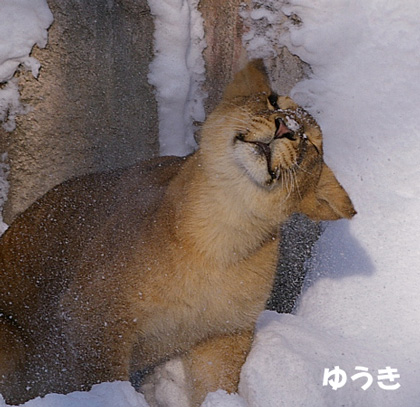 はらう