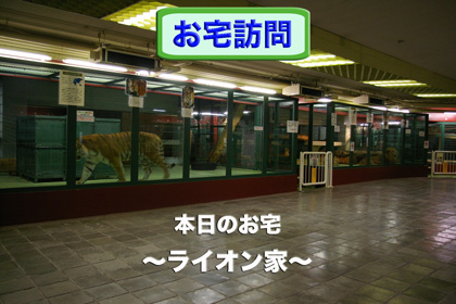 円山動物園 ライオン