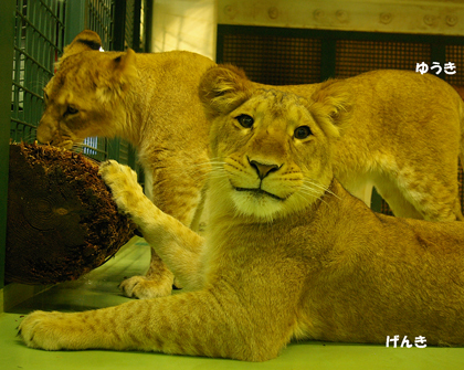 円山動物園　ライオン