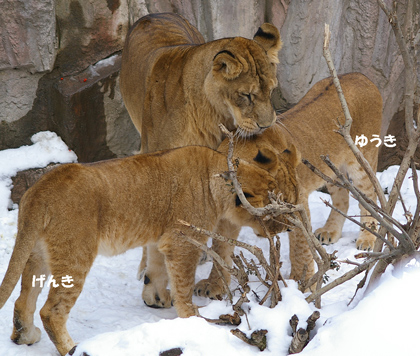 円山動物園 ライオン